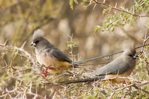 Two white-Backed Mousebirds, Colius colius, in a small thornbush in the Kgalagadi National Park, South Africa.