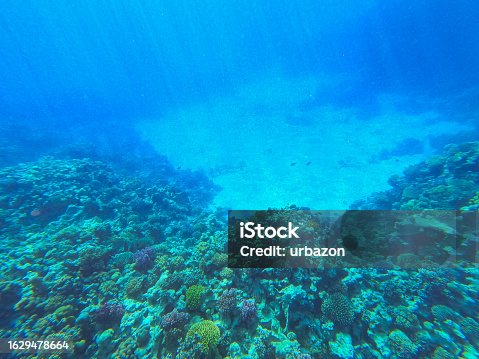 istock Underwater Corals In Red Sea In Egypt 1629478664