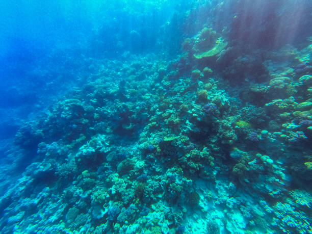 underwater photo for coral and fish shot from glass boat in Hurghada area