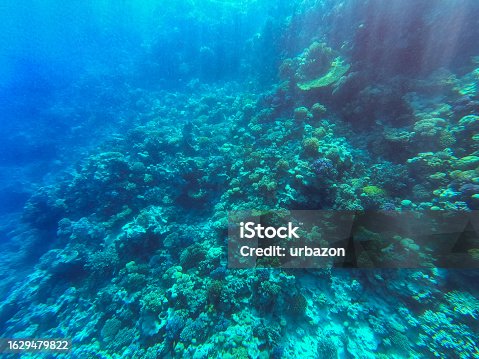 istock Underwater Corals In Red Sea In Egypt 1629479822