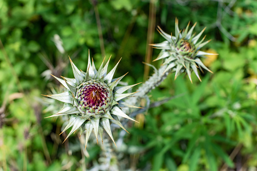 Wild-growing thistle on green blurred background. Onopordum acanthium (cotton thistle, Scotch thistle, or Scottish thistle) family Asteraceae