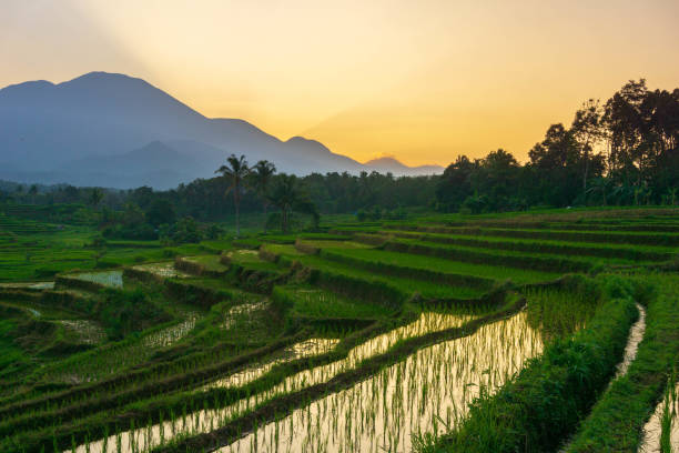 istock Indonesian tropical forest wild landscape with tall and green trees 1629480983