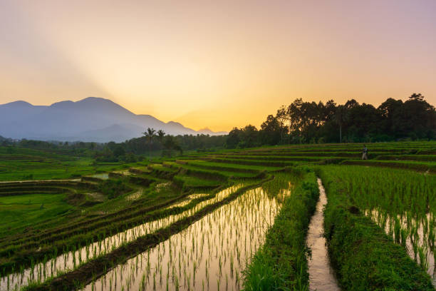 istock Indonesian tropical forest wild landscape with tall and green trees 1629480986