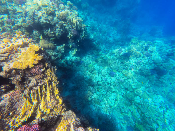 istock Underwater Corals In Red Sea In Egypt 1629481083