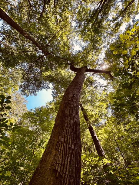 istock George Washington & Jefferson National Forest 1629488639