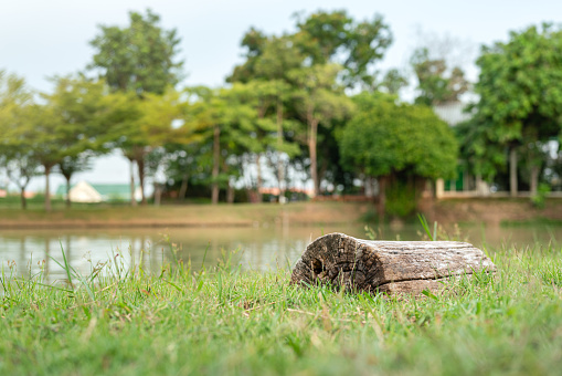 A piece of wooden timber is placed on grass ground as a seating bench at the public park, close to the lake side. Object in nature environment. Selective focus.