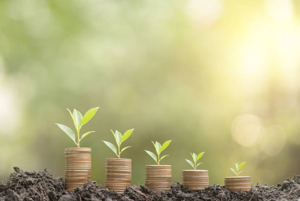istock Money growing plants on stack coins in soil and green background blurred, warm light atmosphere. Investment and business growth, economic risks, worth spending, saving money for the future concept 1629490425