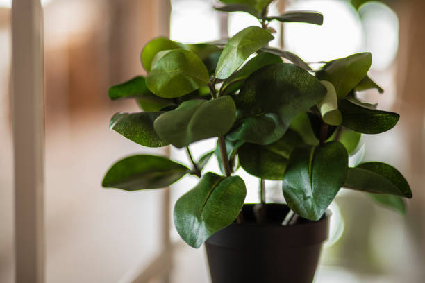 istock serene and rustic: green flower in a pot on a shelf in a bright interior 1629492168