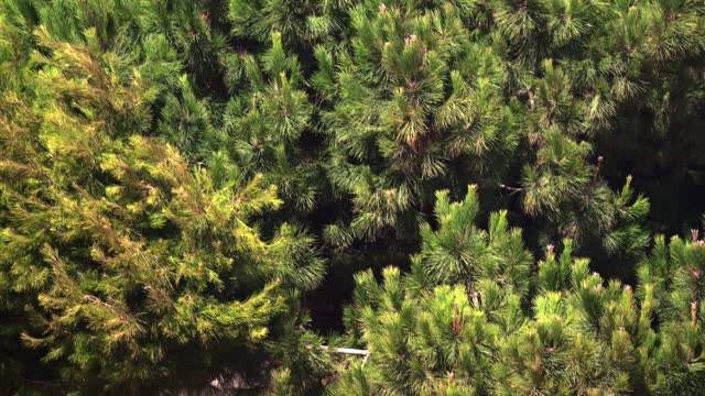 In bright sunlight, a pine tree's branches sway, filmed in slow motion, forming a solid green backdrop.