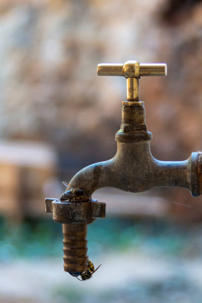 istock Rural scene, bees drinking water from an old bronze faucet 1629495053