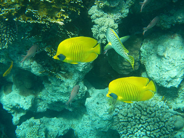 istock butterfly fish on coral reef in the Red Sea , Egypt 162949780