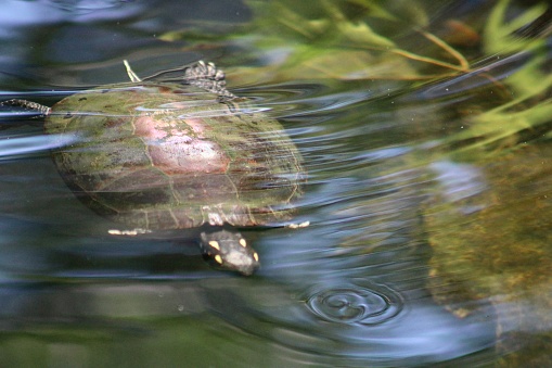 An eastern painted turtle that is swimming in a pond.