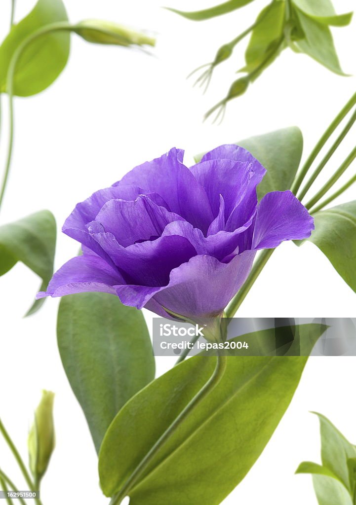Eustoma flor - Foto de stock de Azul libre de derechos