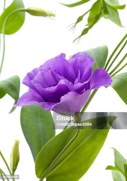 Eustoma Flor Foto de stock y más banco de imágenes de Azul - Azul, Blanco - Color, Botánica