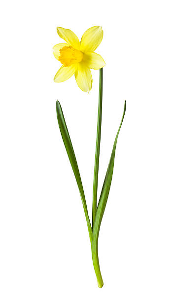 Yellow daffodil on white background stock photo