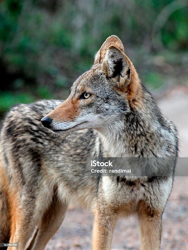 Coyote in South Texas A curious coyote at Laguna Atascosa Wildlife Refuge in South Texas Coyote Stock Photo