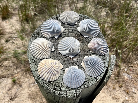 Scallop shells that are drying out in a wooden beam outside.