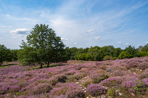 View over the flowering heath near Neu Bamberg/Germany in Rhineland-Palatinate
