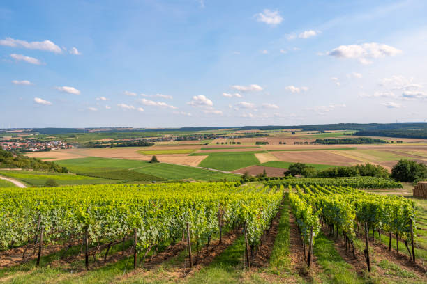 istock Viticulture in Rheinhessen/Germany 1629521226