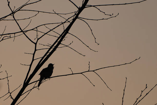 istock Silhoette of a singing bird on a tree 1629542989