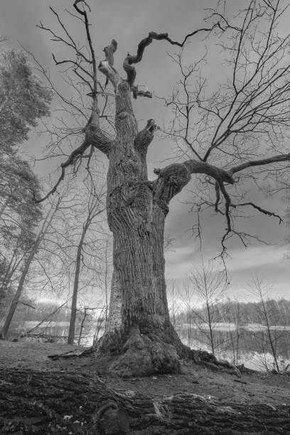 istock Appreciate old oak by a lake 1629544019