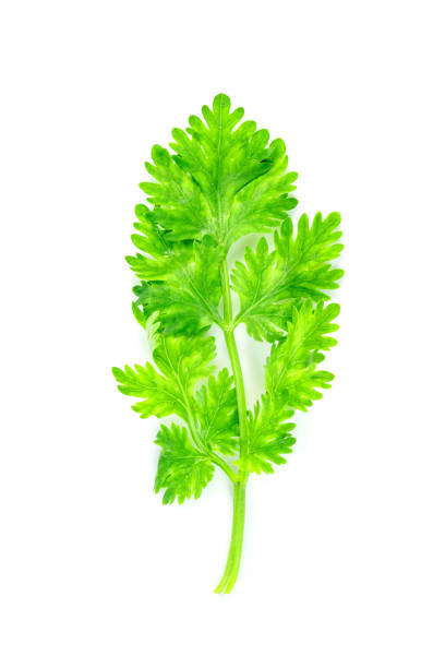 istock leaf Coriander or Cilantro isolated on white background ,Green leaves pattern 1629549005