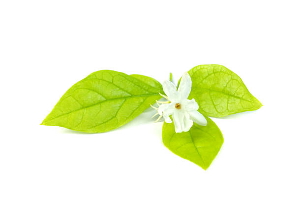 istock Jasmine flower isolated on white background 1629556320