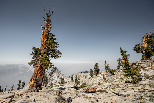 Foxtail Pine Trees Across the Rocky Slopes of the Sierra Mountains in Sequoia National Park