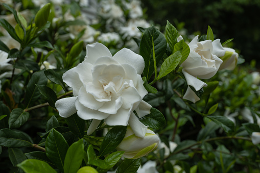 Gardenia Bloom With Multi Color Green Leaves All Around in Spring