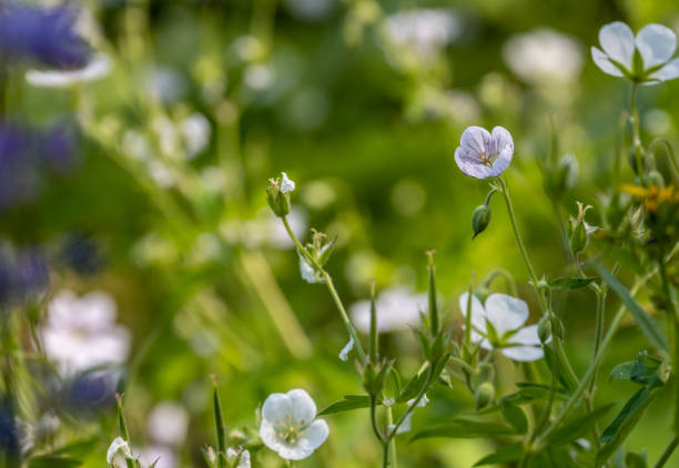 Geranium Blooms Begin To Open In Summer in Yosemite National Park