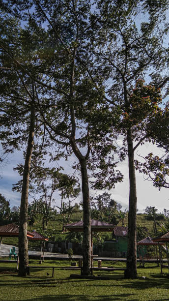 istock tree is a perennial plant 1629569323