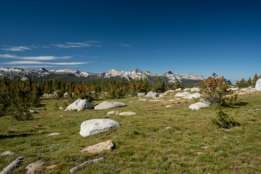 Grassy Meadow with Yosemite Mountains in the distance in summer