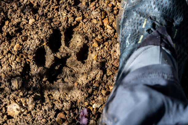 istock Mountain Lion Paw With Shoe For Comparison 1629581732