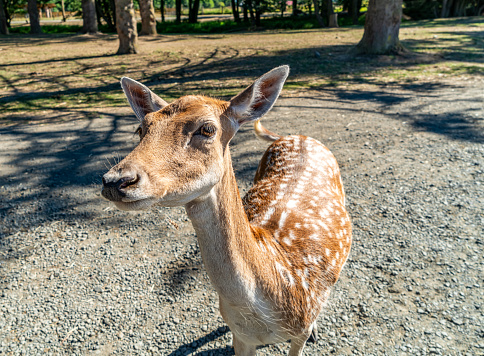 A friendly deer comes close in greeting in Squim, Wasjomgtpm