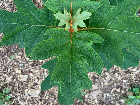 Oak Leaf Hydrangea leaves on young plant that has not flowered.