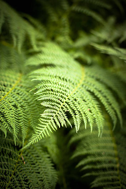 fern leaf - fern new zealand macro frond zdjęcia i obrazy z banku zdjęć