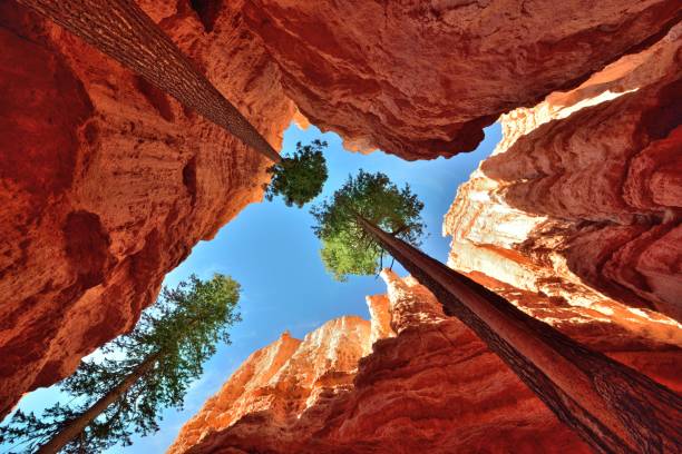 ブライスキャニオン国立公園ユタ州 - plant sunset utah canyon ストックフォトと画像