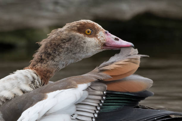 istock Egyptian goose removing feather during preening 1629591328