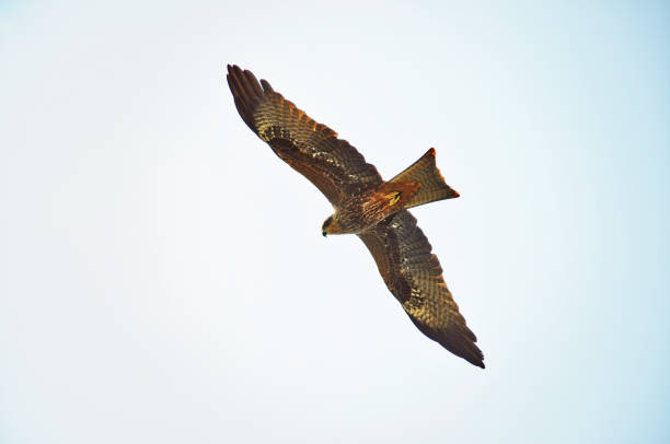Black Kite Black Kite milvus migrans stock pictures, royalty-free photos & images