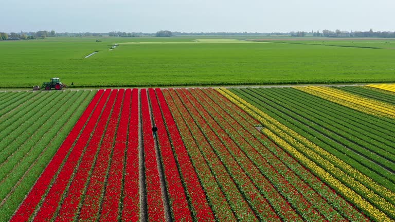 Typical Dutch landscape with red and yellow tulips Farmer cheks the flowers for disease