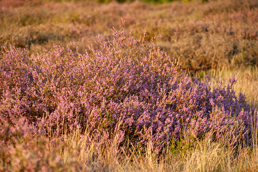 Heath in the landscape protection area, in the late evening sun