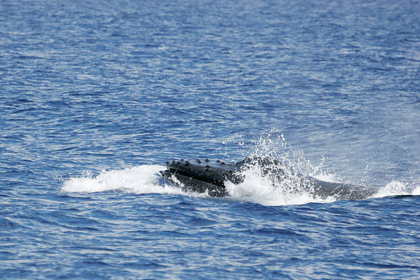 istock Head of Humpback whale 162959509