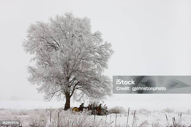 Paisaje De Tres Capas De Escarcha Foto de stock y más banco de imágenes de Aire libre - Aire libre, Belleza de la naturaleza, Blanco - Color