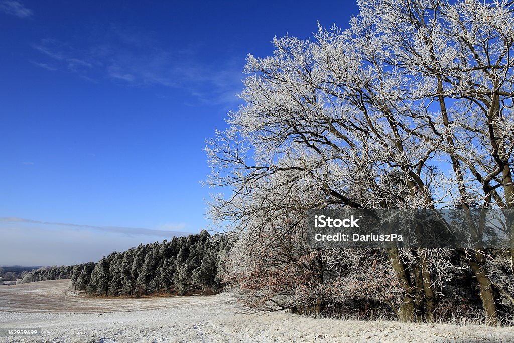 Foresta di materiale congelato - Foto stock royalty-free di Albero