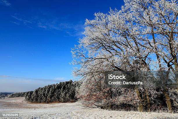 Foresta Di Materiale Congelato - Fotografie stock e altre immagini di Albero - Albero, Albero deciduo, Ambientazione esterna