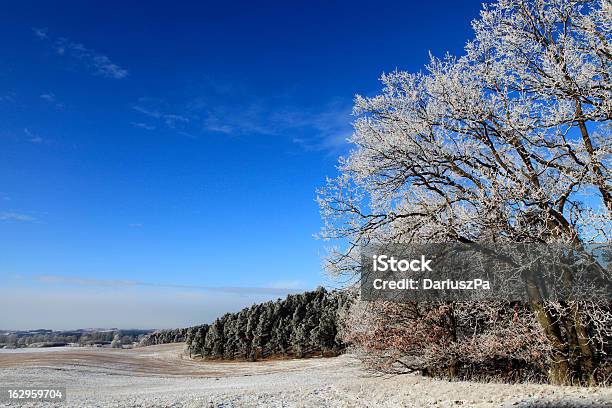 Foto de Frozen Floresta De e mais fotos de stock de Arbusto - Arbusto, Azul, Beleza natural - Natureza