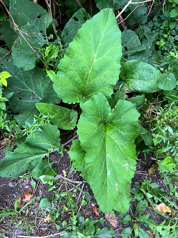 Greater Burdock plant is a weed