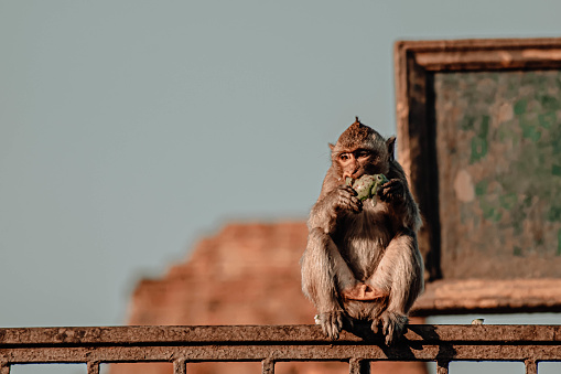 Monkey sitting in front of ancient pagoda architecture Wat Phra Prang Sam Yot temple, Lopburi, Thailand. Monkey eating fruit at the Ruins in Lopburi, Thailand's Ancient Monkey Town