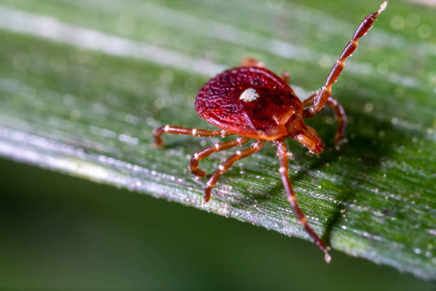 Hitchhiker Lone Star Tick flagging down a ride lone star tick stock pictures, royalty-free photos & images