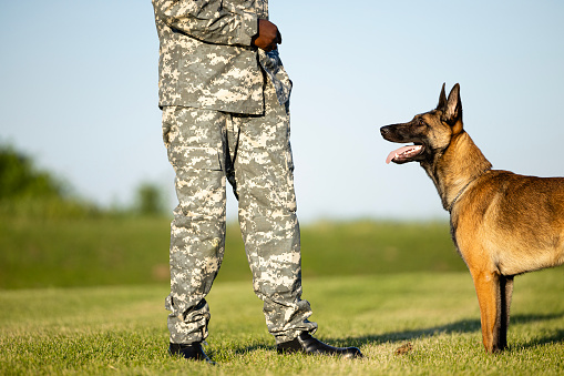 Soldier in camouflage uniform training his military dog at the base.